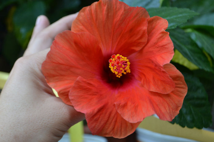 DSC_2167 - aaa-Hibiscus 2013