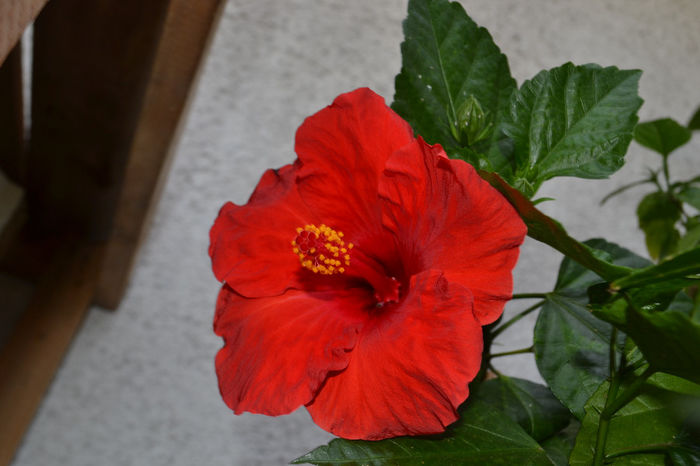 DSC_2238 - aaa-Hibiscus 2013