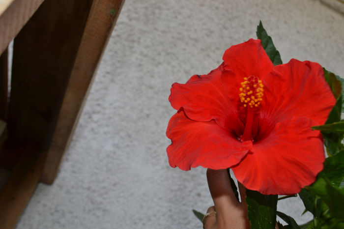 DSC_2239 - aaa-Hibiscus 2013