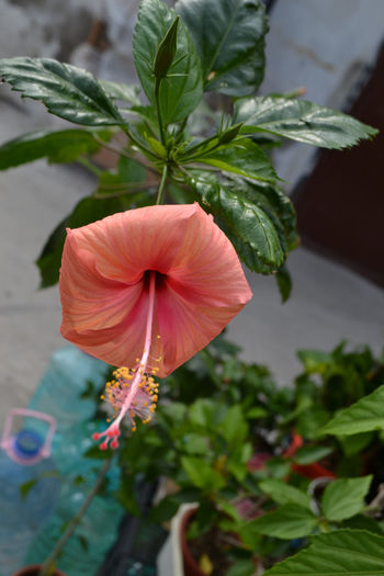 DSC_2241 - aaa-Hibiscus 2013