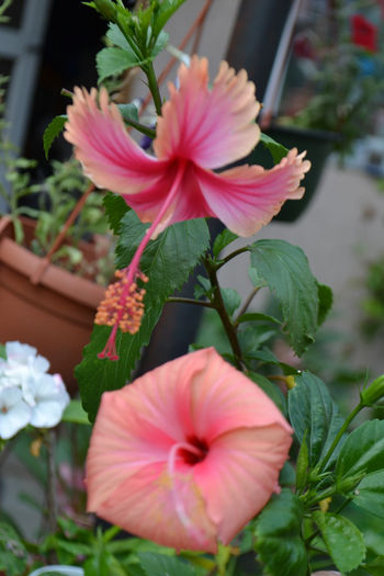 DSC_2247 - aaa-Hibiscus 2013