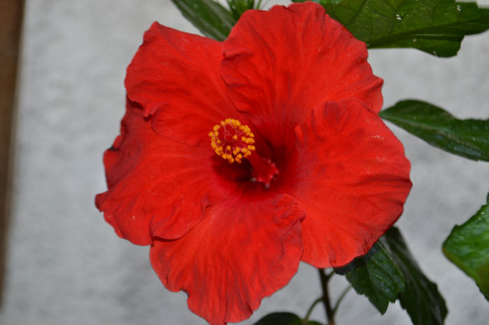 DSC_2251 - aaa-Hibiscus 2013