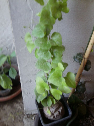 discorea elephantipes