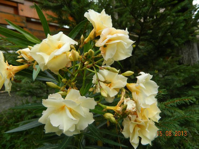 DSCN4389 - Leandrii