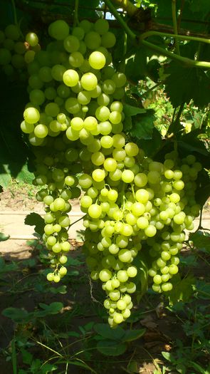 perlette (apiren)
