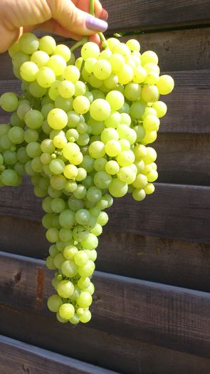 perlette (apiren) - VITA DE VIE 2013
