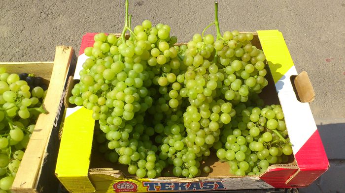 perlette (apiren) - VITA DE VIE 2013