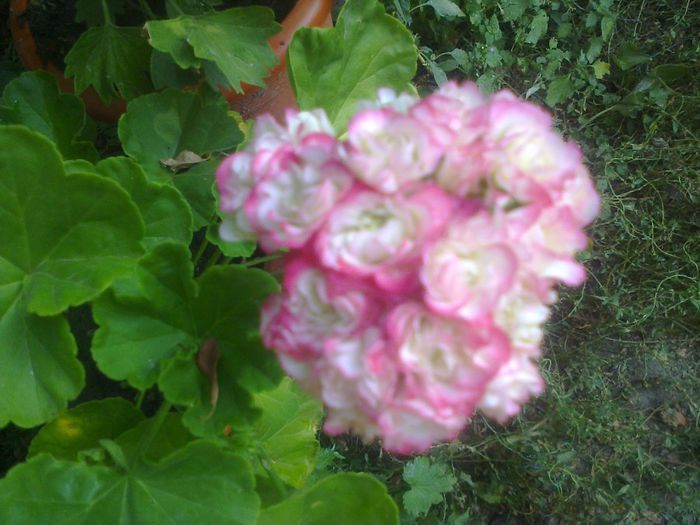 Appleblossom Rosebud
