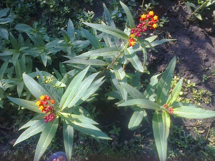 Asclepias - Gradina 2013