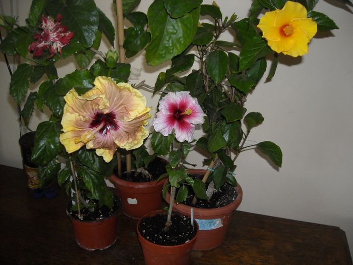Hibiscus grup