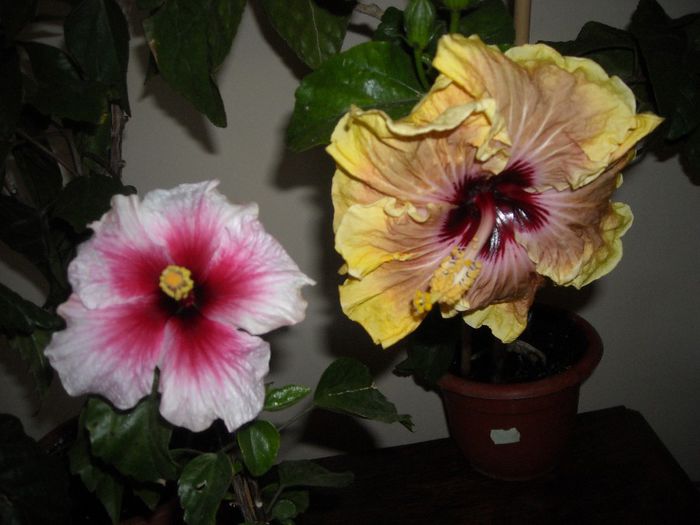 Pink Dreams + Irish Eye - Hibiscus 2013-2