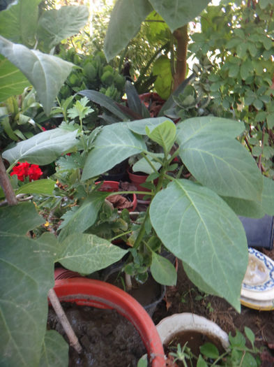 DSC03496 - brugmansia