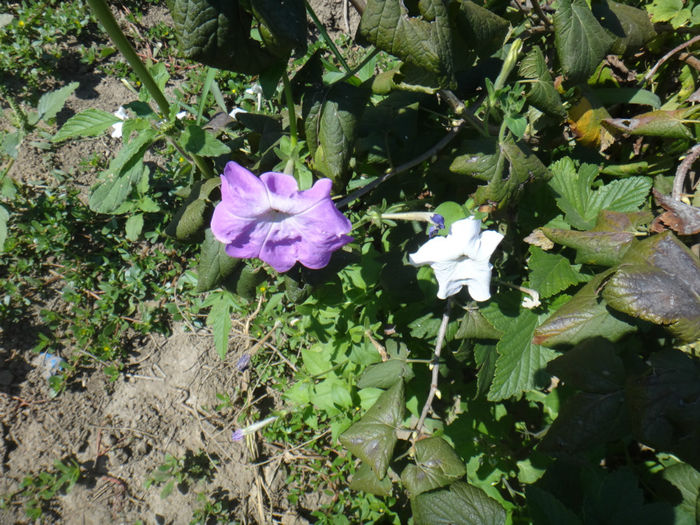 DSC03518 - petunii