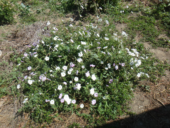 DSC03512 - petunii