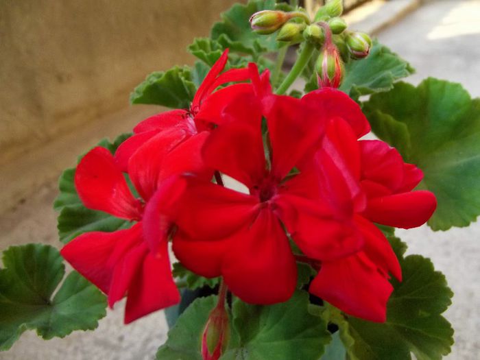 red-orange 12