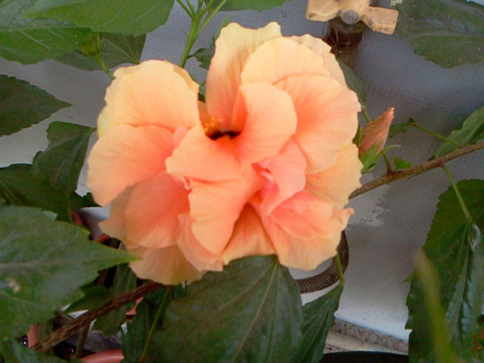 Fotografie0242 - hibiscus