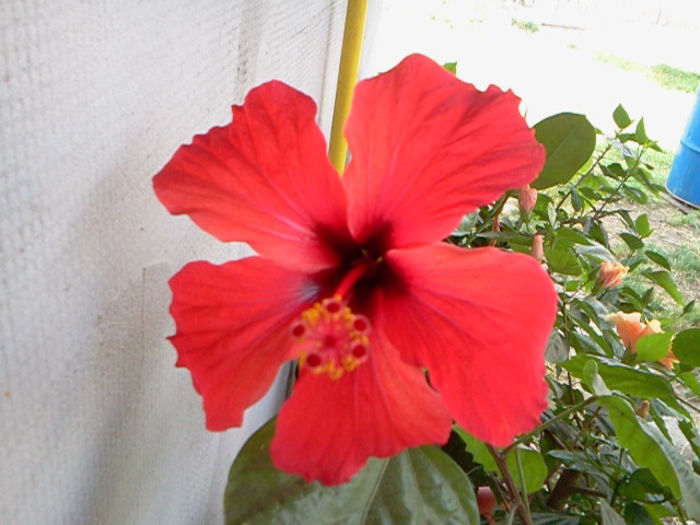 Fotografie0243 - hibiscus
