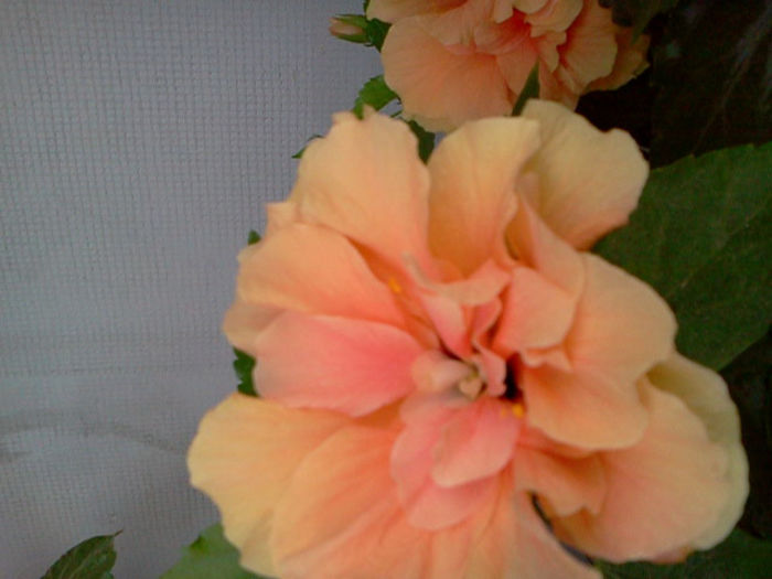 Fotografie0244 - hibiscus