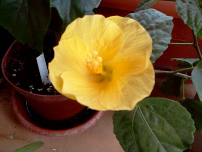 Fotografie0248 - hibiscus