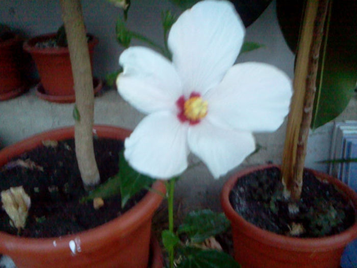 Fotografie0346 - hibiscus