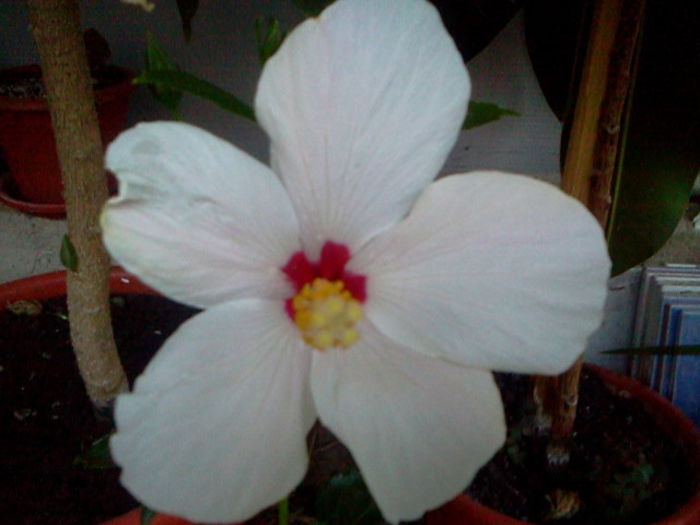 Fotografie0347 - hibiscus