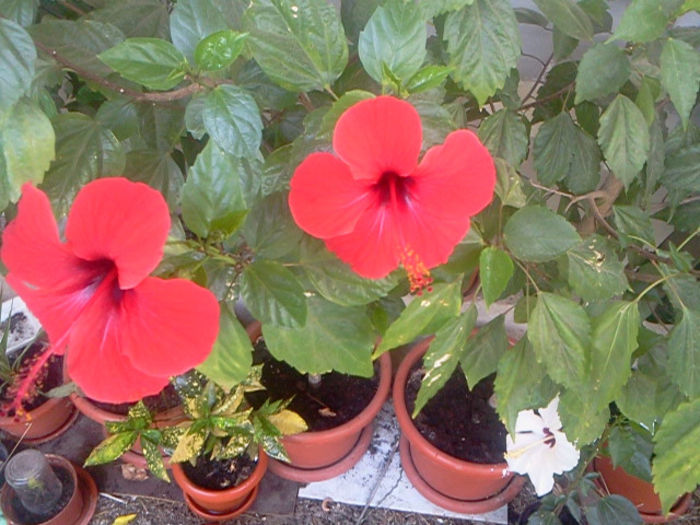 Fotografie0350 - hibiscus