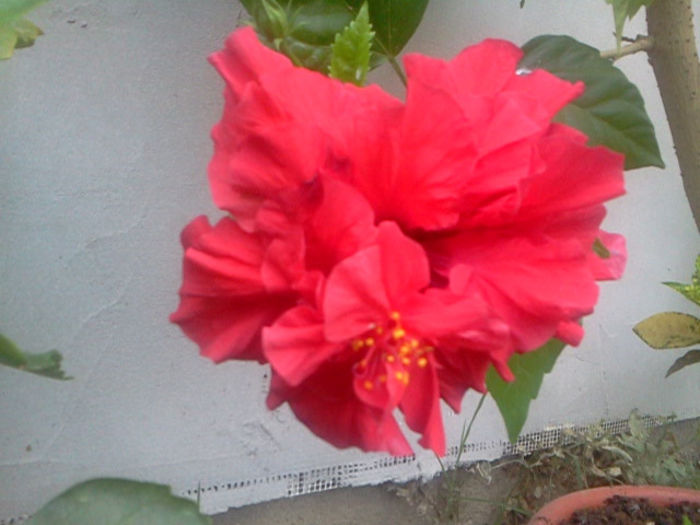 Fotografie0360 - hibiscus