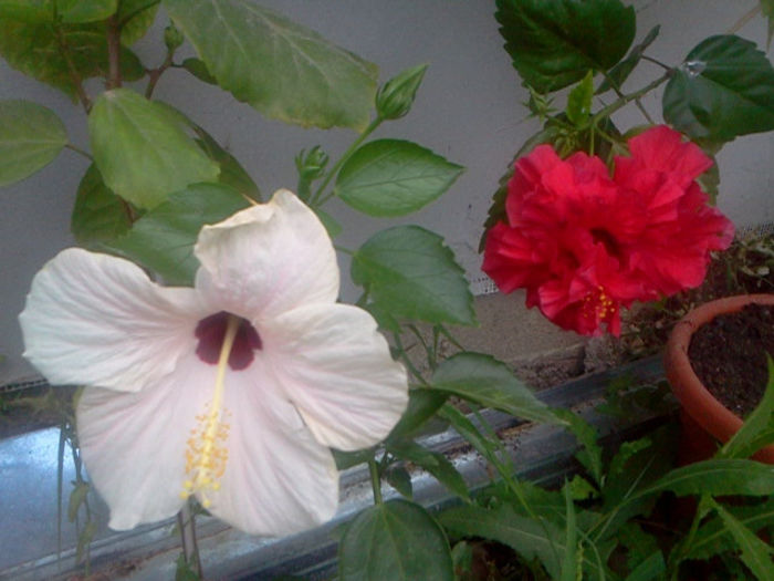 Fotografie0361 - hibiscus