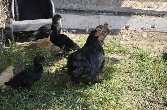 6 boboci  de 5 saptamani - DE VANZARE sau SCHIMB cu alte pasari de apa