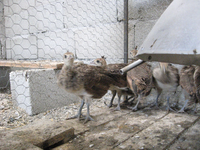 IMG_0748 - PAUNI TINERET