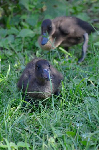 boboci 5 saptamani - DE VANZARE sau SCHIMB cu alte pasari de apa