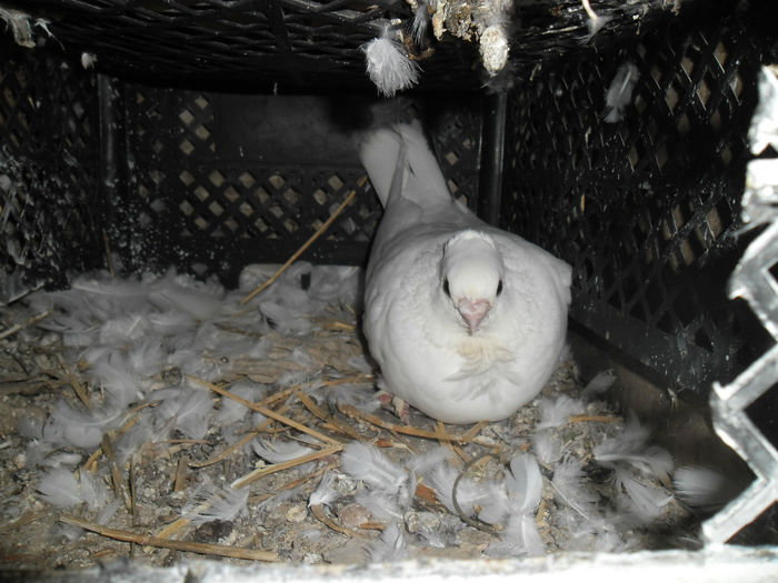 femela satinet alba pe oua