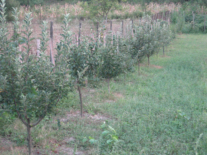 IMG_0889 - X PLANTATIE de Pomi Fructiferi