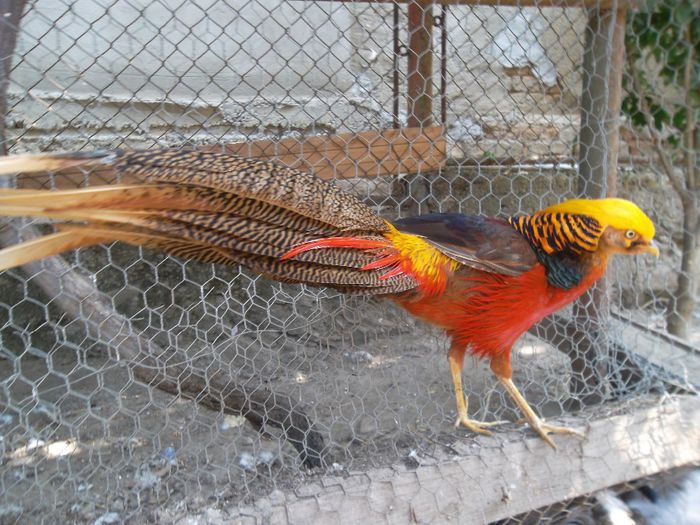 SAM_6841 - fazan auriu rosu