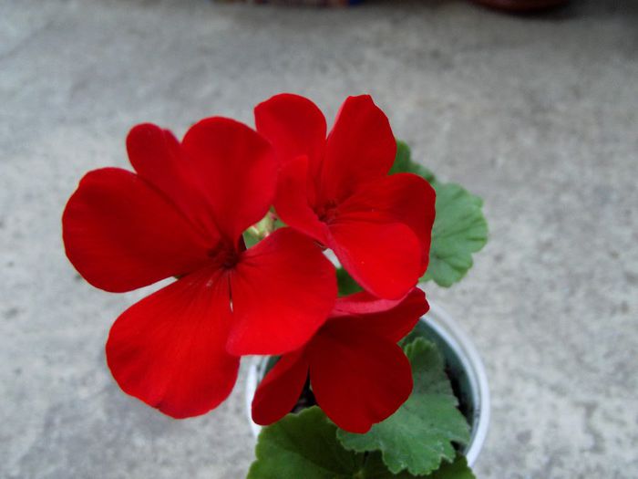 red-orange simplu
