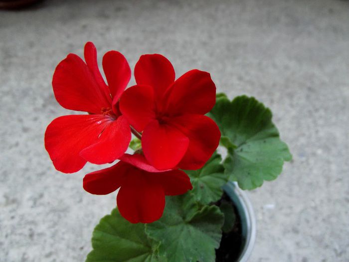 red-orange simplu 1