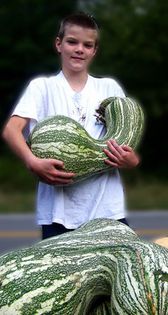 Green Striped Cushaw - dovleci seminte