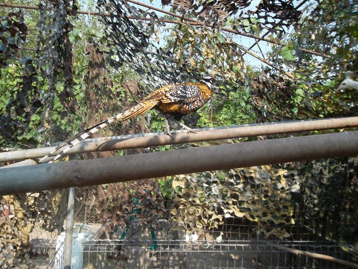 SAM_6857 - fazan regal