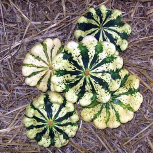 Jaune et Vert Scallop