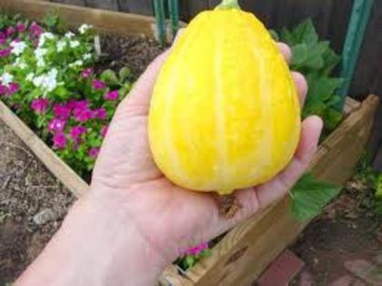 Lemon - dovleci seminte