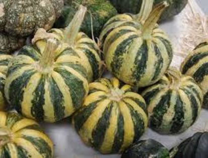 Mongogo du Guatemala