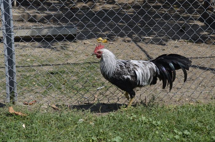 _DSC0666 - tineret de italiana si australorp 3luni