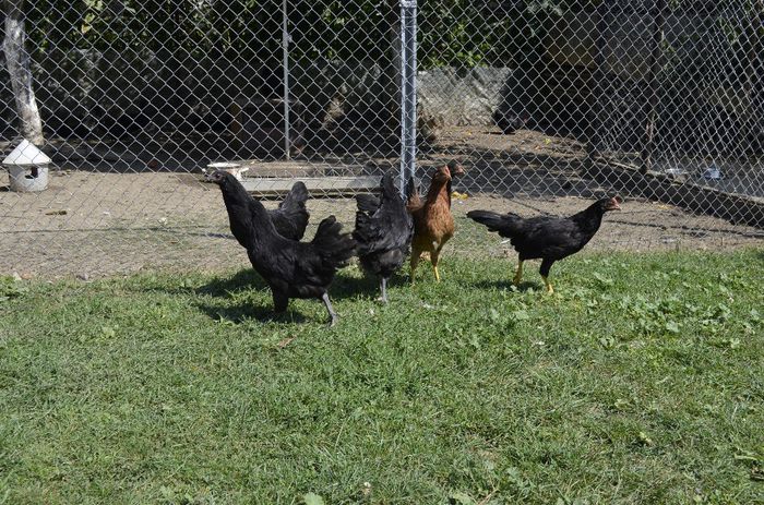 _DSC0667 - tineret de italiana si australorp 3luni