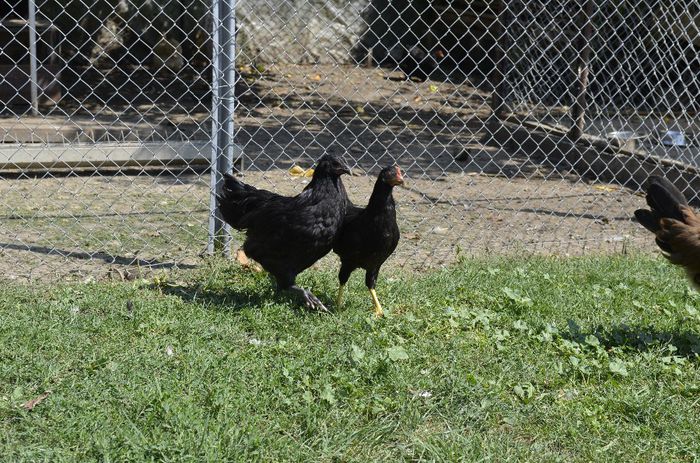 _DSC0668 - tineret de italiana si australorp 3luni