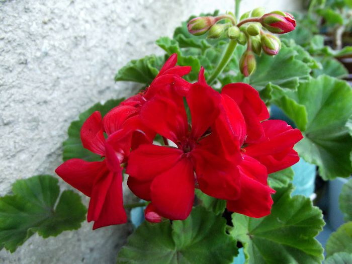 red-orange 13