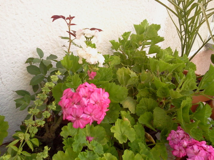 Photo0595 - muscate