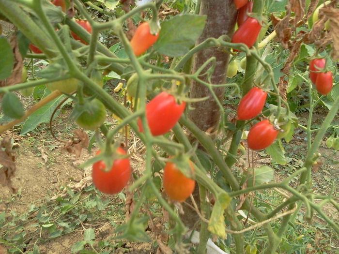 Photo0579 - seminte de rosii-de vanzare