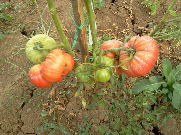 Photo0578 - seminte de rosii-de vanzare