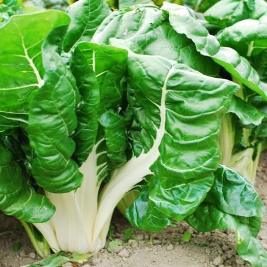 Fordhook Giant Swiss Chard - varza seminte