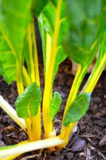 Golden Swiss Chard